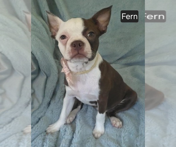 Medium Photo #3 Boston Terrier Puppy For Sale in MINERAL WELLS, WV, USA