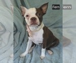 Small Photo #3 Boston Terrier Puppy For Sale in MINERAL WELLS, WV, USA
