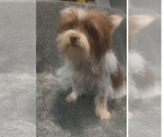 Small #1 Yorkshire Terrier