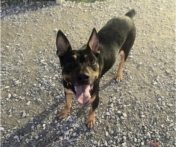 Medium Photo #5 Mutt Puppy For Sale in Evansville, IN, USA