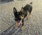 Small #4 Mutt