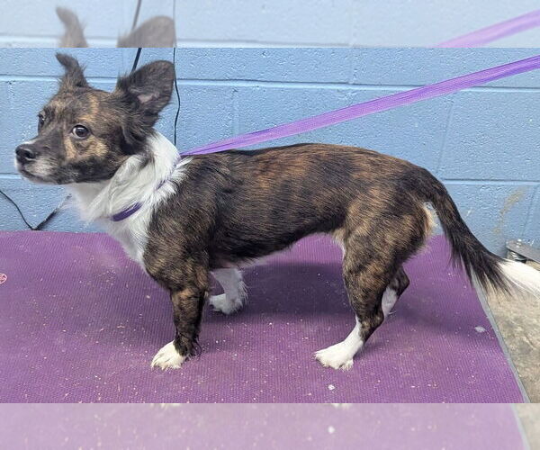 Medium Photo #2 Mutt Puppy For Sale in Evansville, IN, USA