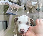 Puppy Ross American Bully