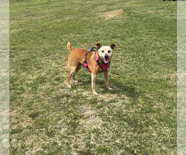 Medium Photo #4 Mutt Puppy For Sale in Garden City, NY, USA