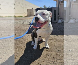 American Pit Bull Terrier-Unknown Mix Dogs for adoption in El Centro, CA, USA