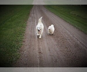 Mother of the Samoyed puppies born on 04/04/2023
