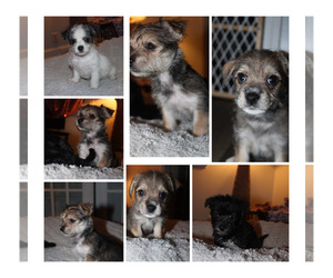 Chorkie Puppy for Sale in WILMINGTON, North Carolina USA