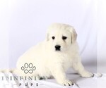 Small #3 English Cream Golden Retriever