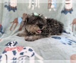 Small #5 Schnauzer (Miniature)