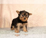 Small Photo #3 Yorkshire Terrier Puppy For Sale in NAPPANEE, IN, USA