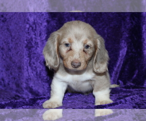 Dachshund Puppy for sale in BLOOMINGTON, IN, USA