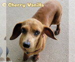 Small #3 Dachshund
