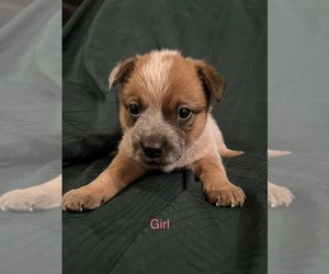 Australian Cattle Dog Puppy for sale in INDIANA, PA, USA