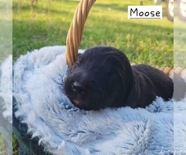 Medium Photo #8 Aussiedoodle Puppy For Sale in CONWAY, SC, USA