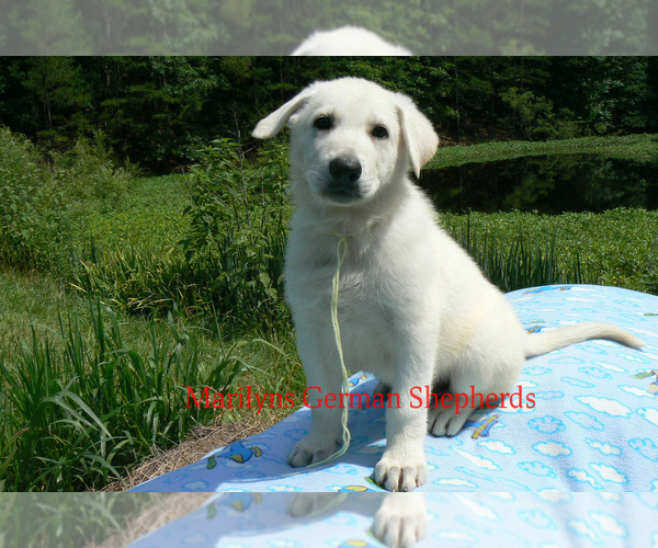 Medium Photo #3 German Shepherd Dog Puppy For Sale in PIEDMONT, MO, USA