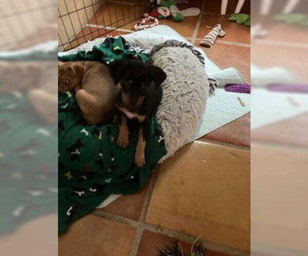 Medium Photo #2 Chihuahua-Unknown Mix Puppy For Sale in Lakewood, CO, USA