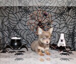 Puppy Fynn Chihuahua