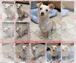 Chi-Corgi Dogs for adoption in Mesa, AZ, USA