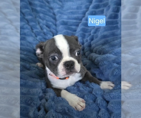 Medium Photo #2 Boston Terrier Puppy For Sale in MINERAL WELLS, WV, USA