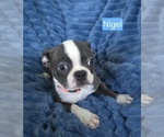 Small #1 Boston Terrier