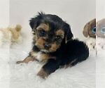 Small #36 Yorkshire Terrier