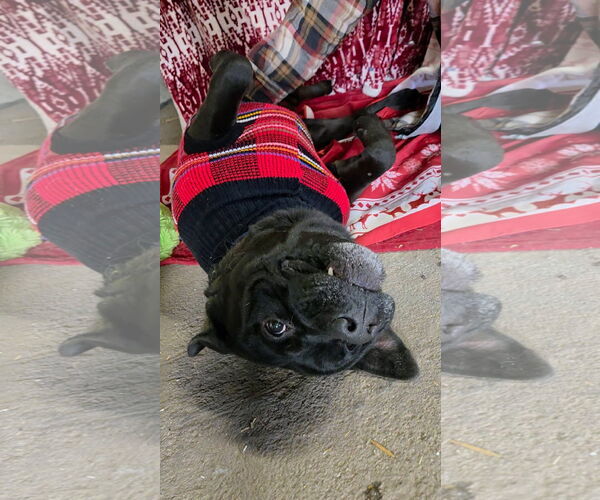 Medium Photo #2 American Pit Bull Terrier-Unknown Mix Puppy For Sale in Germantown, OH, USA