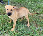 Small #1 Labrador Retriever Mix