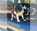 Small #1 Mutt