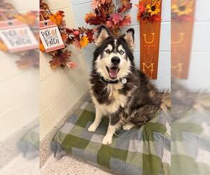 Siberian Husky Dogs for adoption in Brighton, CO, USA