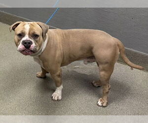 Mutt Dogs for adoption in Las Vegas, NV, USA