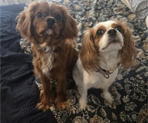 Mother of the Cavalier King Charles Spaniel puppies born on 07/06/2026
