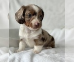 Small #15 Dachshund