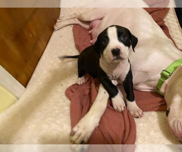Medium Photo #4 American Staffordshire Terrier-Boxer Mix Puppy For Sale in Springdale, PA, USA