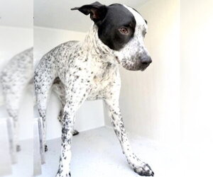 Labrador Retriever-Unknown Mix Dogs for adoption in Houston, TX, USA