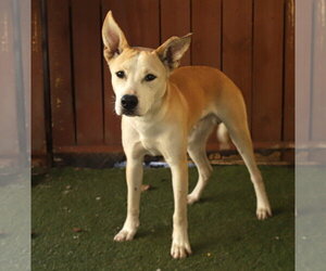 Handsome - Male Siberian Husky-Unknown Mix Dog for Adoption - Photo #3