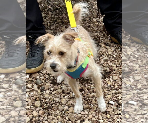 Medium Photo #5 Mutt Puppy For Sale in St. Louis Park, MN, USA