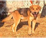 Small #2 Catahoula Leopard Dog Mix
