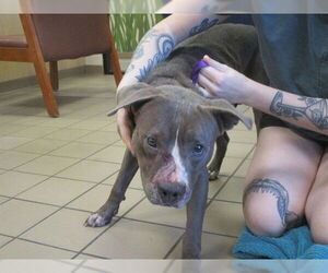 American Pit Bull Terrier Dogs for adoption in Ocala, FL, USA