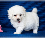 Puppy Genie Bichon Frise