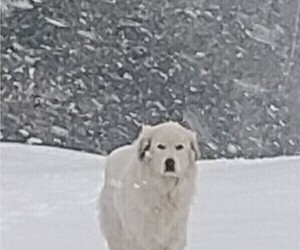 Mother of the Great Pyrenees puppies born on 05/31/2025
