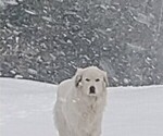 Small Photo #1 Great Pyrenees Puppy For Sale in BETHLEHEM, CT, USA