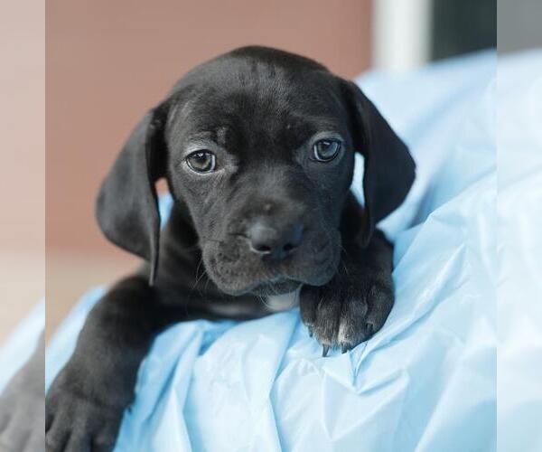 Medium Photo #1 Unknown-Weimaraner Mix Puppy For Sale in San Antonio, TX, USA
