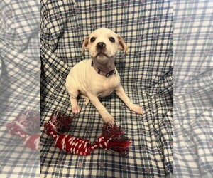 Jack Russell Terrier-Unknown Mix Dogs for adoption in Aurora, IN, USA