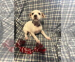 Small Jack Russell Terrier Mix