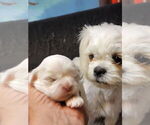 Puppy Simba Shih Tzu