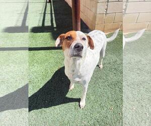 Amanda - Female Mutt Dog for Adoption - Photo #2