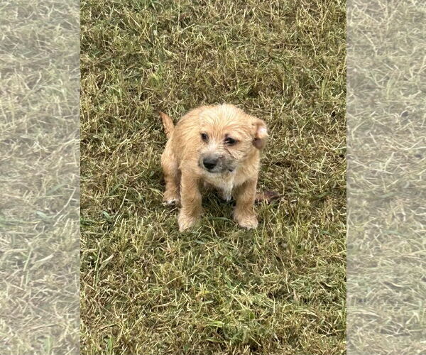 Medium Photo #2 Chiranian Puppy For Sale in Pacolet, SC, USA
