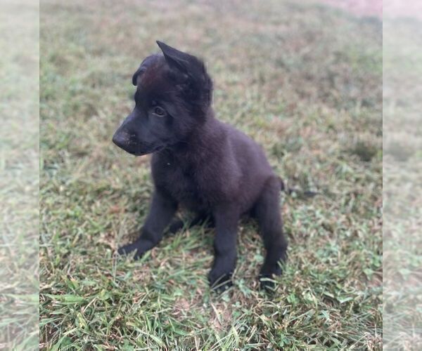 Medium Photo #3 German Shepherd Dog Puppy For Sale in SOUTHWICK, MA, USA