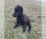 Small Photo #3 German Shepherd Dog Puppy For Sale in SOUTHWICK, MA, USA
