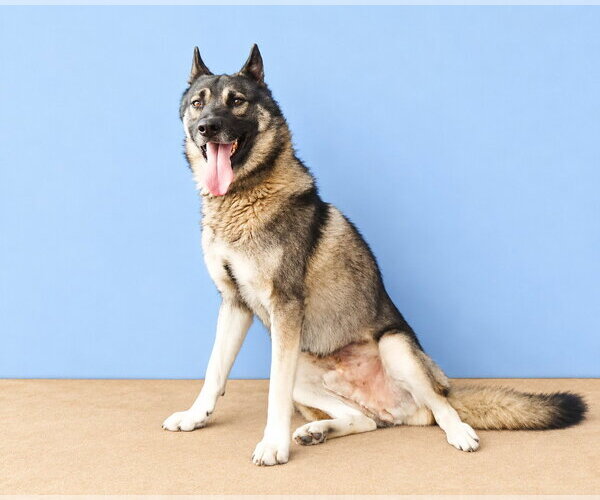 Medium Photo #3 German Shepherd Dog-Unknown Mix Puppy For Sale in Pasadena, CA, USA